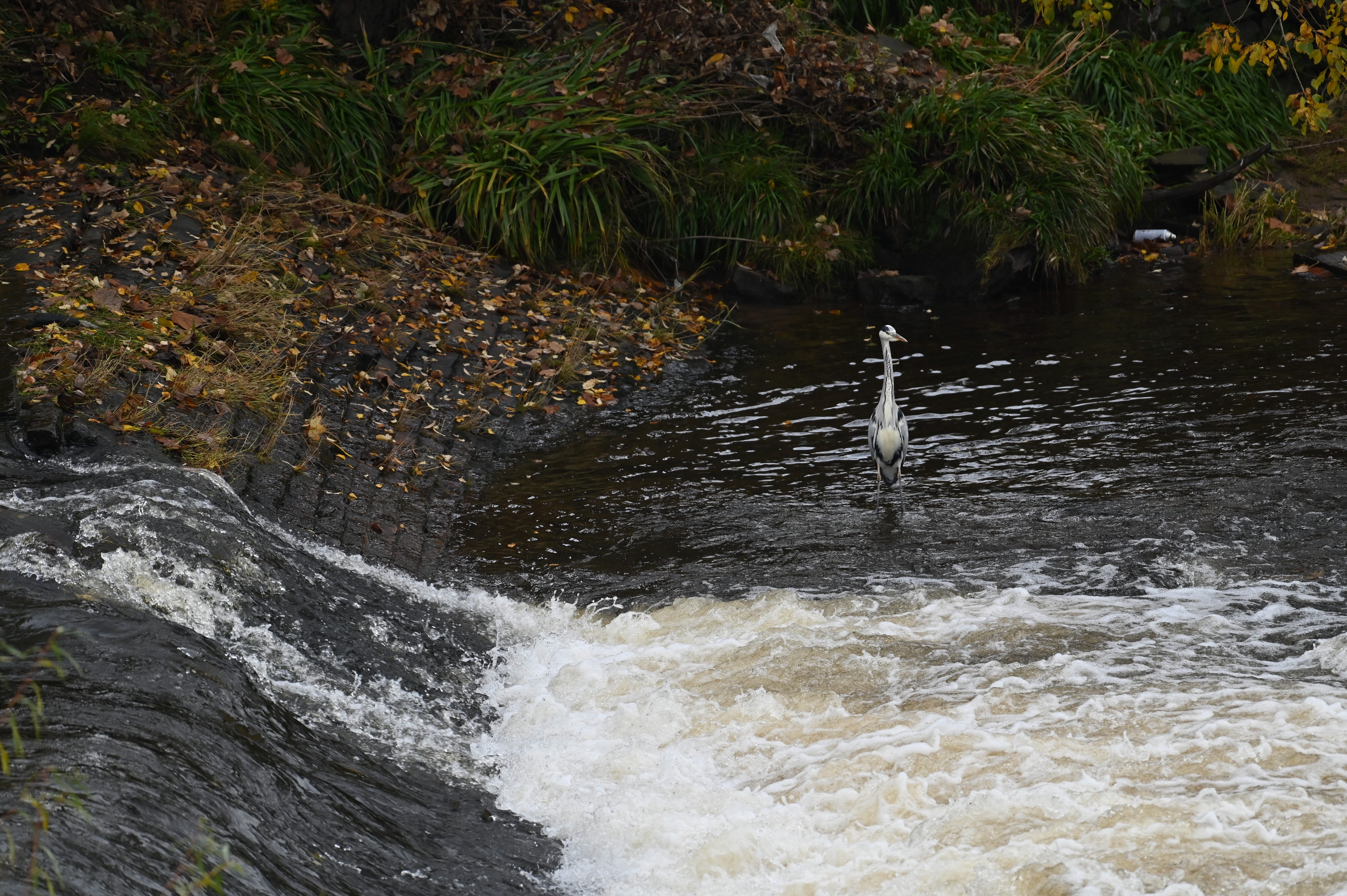 grey heron, river calder, brighouse